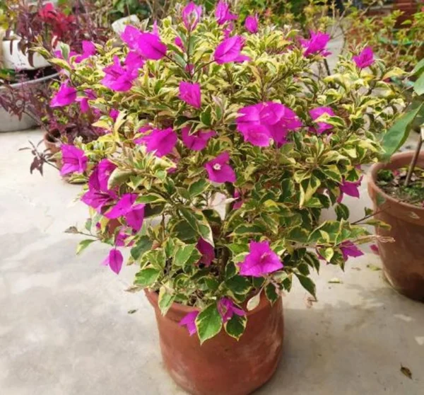 Ice Blueberry Bougainvillea Flowering Plant - 2 Starter Trees - Outdoor Garden
