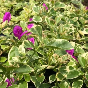 Ice Blueberry Bougainvillea Flowering Plant - 2 Starter Trees - Outdoor Garden