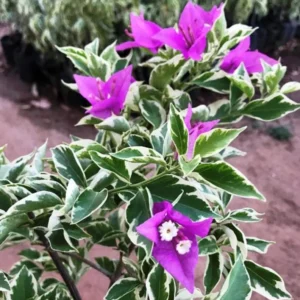 Ice Blueberry Bougainvillea Flowering Plant - 2 Starter Trees - Outdoor Garden