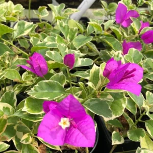 Ice Blueberry Bougainvillea Flowering Plant - 2 Starter Trees - Outdoor Garden