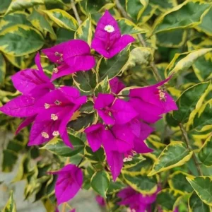 Ice Blueberry Bougainvillea Flowering Plant - 2 Starter Trees - Outdoor Garden
