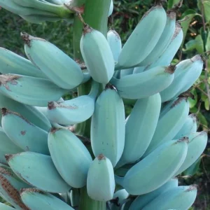 Ice Cream Banana Tree Live Plant - Blue Banana Fruit Plant 5-7 Inch