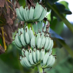 Ice Cream Banana Tree Live Plant - Blue Banana Fruit Plant 5-7 Inch