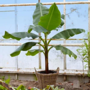 Ice Cream Banana Tree Live Plant - Blue Banana Fruit Plant 5-7 Inch