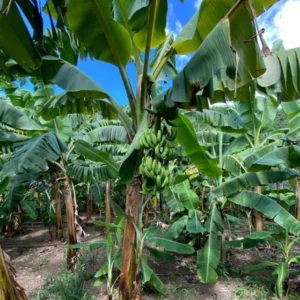 Ice Cream Banana Tree Live Plant - Blue Banana Fruit Plant 5-7 Inch