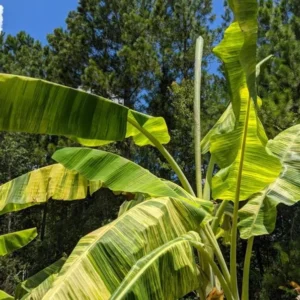 Ice Cream Banana Tree Live Plant - Blue Banana Fruit Plant 5-7 Inch