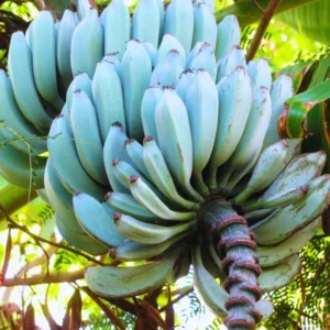 Ice Cream Banana Tree Live Plant - Blue Banana Fruit Plant 5-7 Inch
