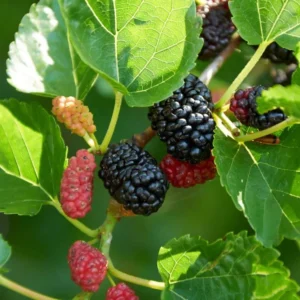 Illinois Everbearing Mulberry Tree Plant Live - Sweet Fruit Seedling