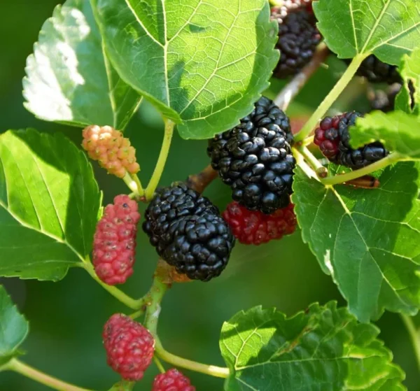 Illinois Everbearing Mulberry Tree Plant Live - Sweet Fruit Seedling