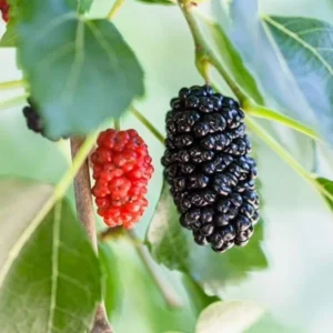 Illinois Everbearing Mulberry Tree Plant Live - Sweet Fruit Seedling