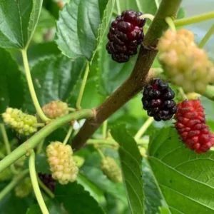 Illinois Everbearing Mulberry Tree Plant Live - Sweet Fruit Seedling