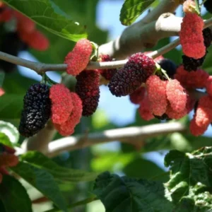Illinois Everbearing Mulberry Tree Plant Live - Sweet Fruit Seedling