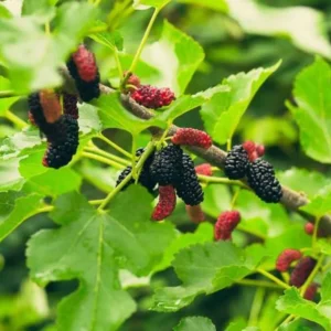 Illinois Everbearing Mulberry Tree Plant Live - Sweet Fruit Seedling
