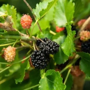 Illinois Everbearing Mulberry Tree Plant Live - Sweet Fruit Seedling