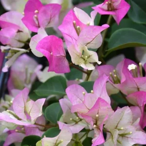 Imperial Thai Delight Bougainvillea Vine Plants - Set of 2 - Outdoor Landscaping
