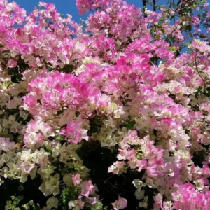 Imperial Thai Delight Bougainvillea Vine Plants - Set of 2 - Outdoor Landscaping
