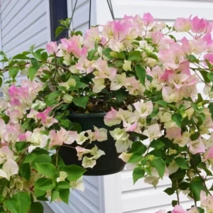 Imperial Thai Delight Bougainvillea Vine Plants - Set of 2 - Outdoor Landscaping