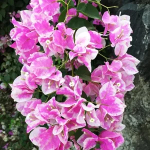 Imperial Thai Delight Bougainvillea Vine Plants - Set of 2 - Outdoor Landscaping