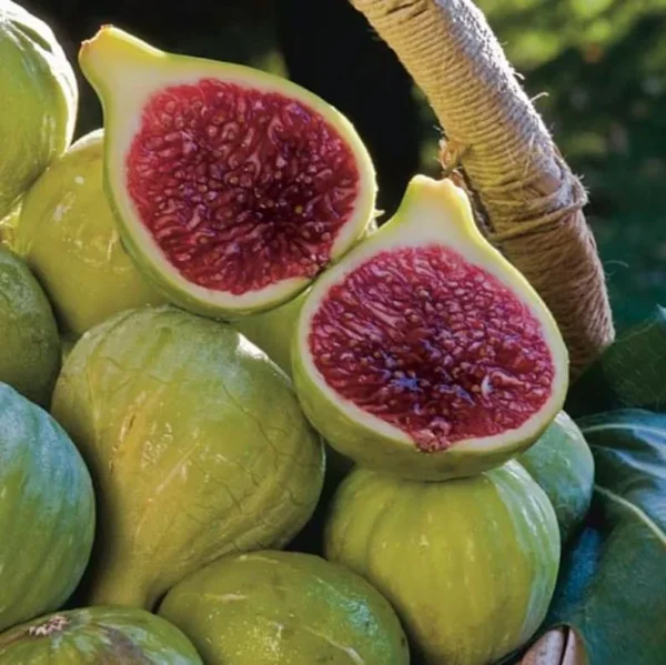 Ischia Fig Tree Live Plant - 4-8 Inches Tall - Ficus Carica - Fruit Plant