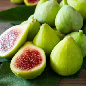 Ischia Fig Tree Live Plant - 4-8 Inches Tall - Ficus Carica - Fruit Plant