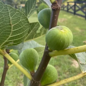 Ischia Fig Tree Live Plant - 4-8 Inches Tall - Ficus Carica - Fruit Plant