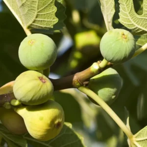 Ischia Fig Tree Live Plant - 4-8 Inches Tall - Ficus Carica - Fruit Plant