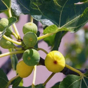 Ischia Fig Tree Live Plant - 4-8 Inches Tall - Ficus Carica - Fruit Plant