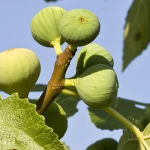 Ischia Fig Tree Live Plant - 4-8 Inches Tall - Ficus Carica - Fruit Plant