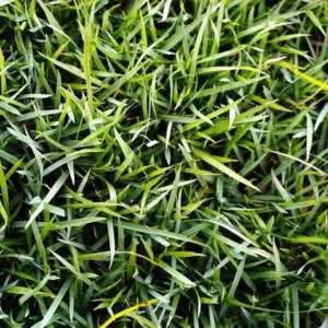 Zoysia Grass Seeds - 10,000 Seeds Ornamental Lawn Grass