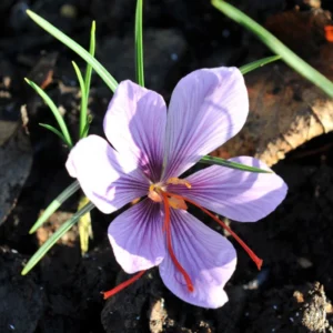 Saffron Crocus Bulbs - 20 Large 9/10cm Crocus Sativus Flower Bulbs