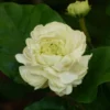Jasmine Duke Plant Set - Jasminum Sambac Duke of Tuscany - Live Plants 2-3 Inch for Home Garden