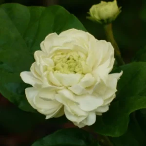 Jasmine Duke Plant Set - Jasminum Sambac Duke of Tuscany - Live Plants 2-3 Inch for Home Garden