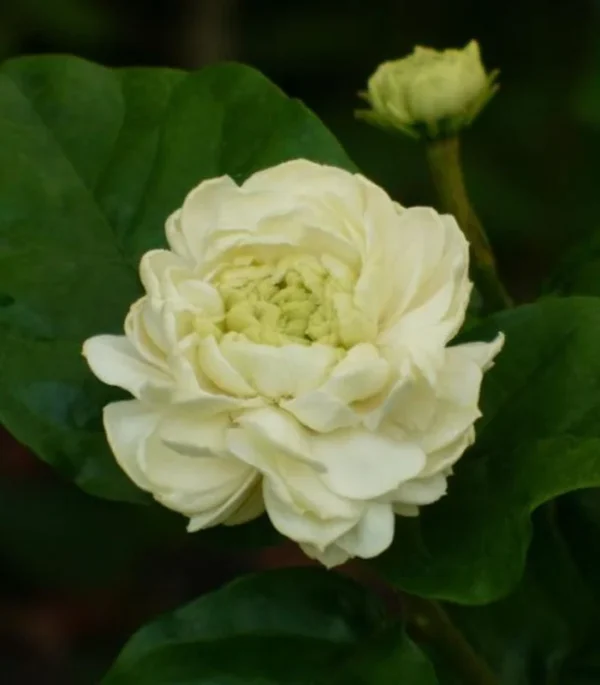 Jasmine Duke Plant Set - Jasminum Sambac Duke of Tuscany - Live Plants 2-3 Inch for Home Garden