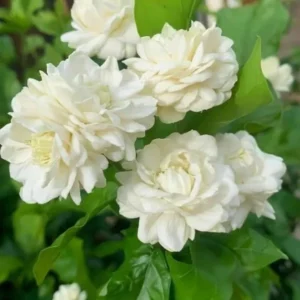 Jasmine Duke Plant Set - Jasminum Sambac Duke of Tuscany - Live Plants 2-3 Inch for Home Garden