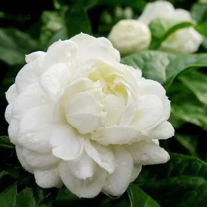 Jasmine Duke Plant Set - Jasminum Sambac Duke of Tuscany - Live Plants 2-3 Inch for Home Garden