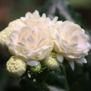 Jasmine Duke Plant Set - Jasminum Sambac Duke of Tuscany - Live Plants 2-3 Inch for Home Garden