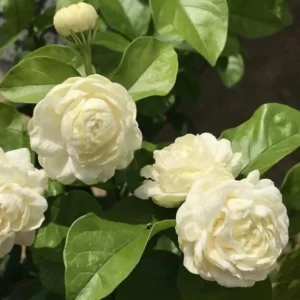 Jasmine Duke Plant Set - Jasminum Sambac Duke of Tuscany - Live Plants 2-3 Inch for Home Garden