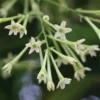 Jasmine Plant Set of 4 - Fragrant Flower Vine, Container & Basket Growing