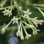 Jasmine Plant Set of 4 - Fragrant Flower Vine, Container & Basket Growing