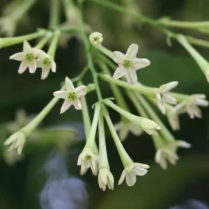 Jasmine Plant Set of 4 - Fragrant Flower Vine, Container & Basket Growing