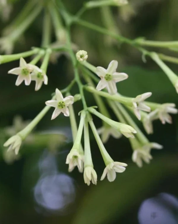 Jasmine Plant Set of 4 - Fragrant Flower Vine, Container & Basket Growing