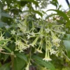 Jasmine Vine Plants Live, 2 Cestrum Nocturnum Night Blooming Jasmine Live Plant 4-7 Inch