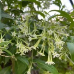 Jasmine Vine Plants Live, 2 Cestrum Nocturnum Night Blooming Jasmine Live Plant 4-7 Inch