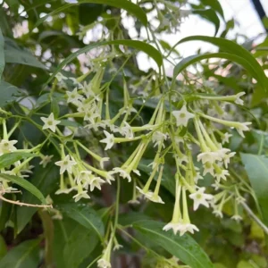 Jasmine Vine Plants Live, 2 Cestrum Nocturnum Night Blooming Jasmine Live Plant 4-7 Inch