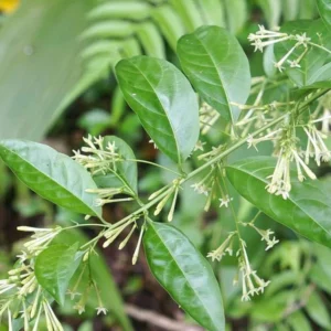 Jasmine Vine Plants Live, 2 Cestrum Nocturnum Night Blooming Jasmine Live Plant 4-7 Inch