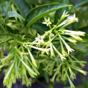 Jasmine Vine Plants Live, 2 Cestrum Nocturnum Night Blooming Jasmine Live Plant 4-7 Inch