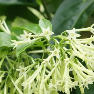 Jasmine Vine Plants Live, 2 Cestrum Nocturnum Night Blooming Jasmine Live Plant 4-7 Inch