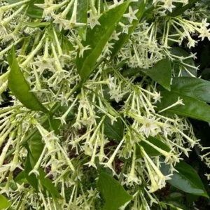 Jasmine Vine Plants Live, 2 Cestrum Nocturnum Night Blooming Jasmine Live Plant 4-7 Inch