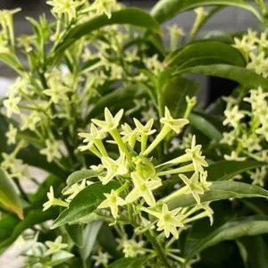 Jasmine Vine Plants Live, 2 Cestrum Nocturnum Night Blooming Jasmine Live Plant 4-7 Inch