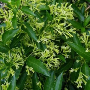 Jasmine Vine Plants Live, 2 Cestrum Nocturnum Night Blooming Jasmine Live Plant 4-7 Inch